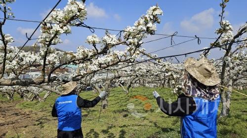 [크기변환][사진2] 25.04.15. 충남경제진흥원, NH농협은행 충남본부와 농번기 농촌일손돕기 실시.jpg