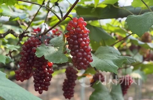 [크기변환]사본 -6. 대전시, 씨 없는 포도‘델라웨어’전국 첫 출하-1.jpg