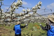 [크기변환][사진2] 25.04.15. 충남경제진흥원, NH농협은행 충남본부와 농번기 농촌일손돕기 실시.jpg