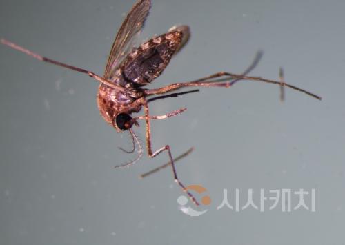 f_모기(보건환경연구원).jpg
