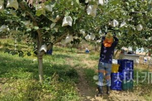 [크기변환]5. 아산시, 초록배 ‘그린시스’의 본격적인 수확 시작 (2).jpg