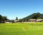 [크기변환]1. [기획] 아산 외암마을, 짚과 돌로 이어온 전통건축기술 ‘무형유산’ 길 연다 (5).jpg