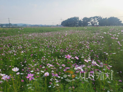 f_관광과(봉선 홍경사지에 조성된 코스코스 꽃밭) (1).png