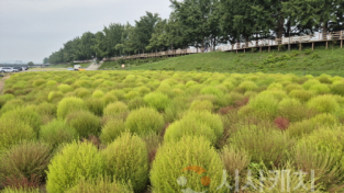 [크기변환]2. 아산시 곡교천, 백일홍·코스모스 등 가을꽃 만개 (3).png