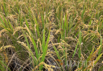 세종시, 벼 깨씨무늬병 피해 조사 실시