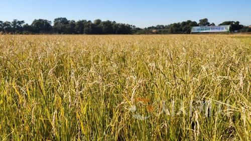 f_3일 당진시 송악읍 논에서 재배한 움벼.jpg