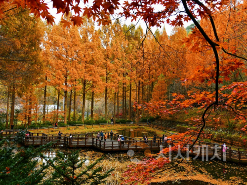 f_2. 장태산휴양림 11월 한 달간 가을철 교통대책 추진.png