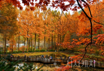 f_2. 장태산휴양림 11월 한 달간 가을철 교통대책 추진.png