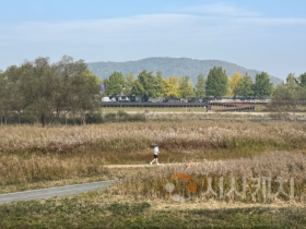 f_1. ‘가을의 도시’ 아산서 은빛 억새·황금 단풍 즐겨요 (1).png