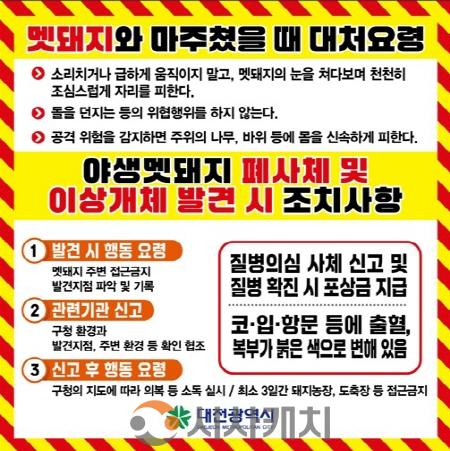 [크기변환]대전 도심 멧돼지 출몰… 시민 행동요령 안내(수시).jpg