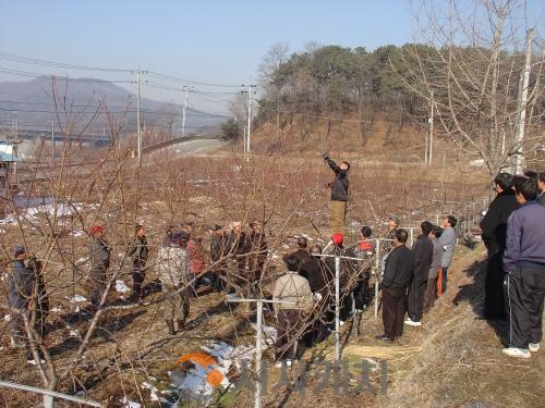 f_복숭아나무 전정교육 모습(농업기술센터).jpg