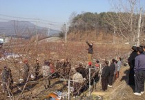 복숭아나무 동계전정 서두르지 말고 늦춰야