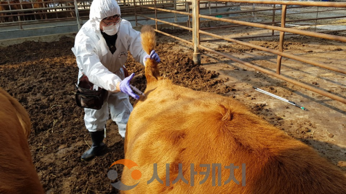 f_구제역 백신접종 긴급시행(동물정책과).png