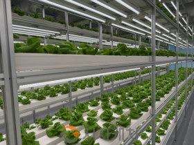 f_3. 대전시, 도심형 스마트팜 ‘대전팜’ 확대 추진 1.png