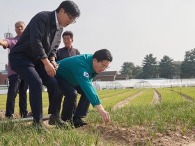 박경귀 아산시장, 도고 ‘쪽파 잎마름’ 피해 현장…농업인들 애로사항 청취
